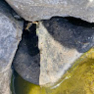 Meet your Posher, Nahanni